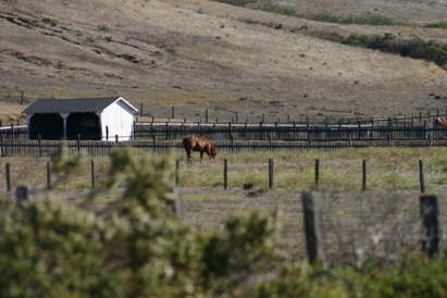 Big Sur Horse Just South of Point Sur